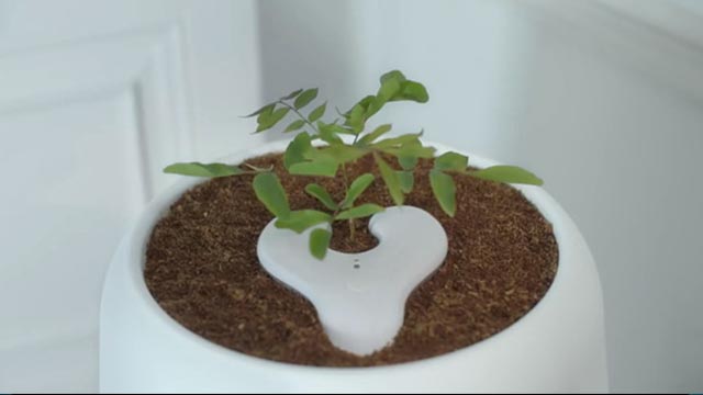 驚！還有這種操作 將綠植種在骨灰盒上