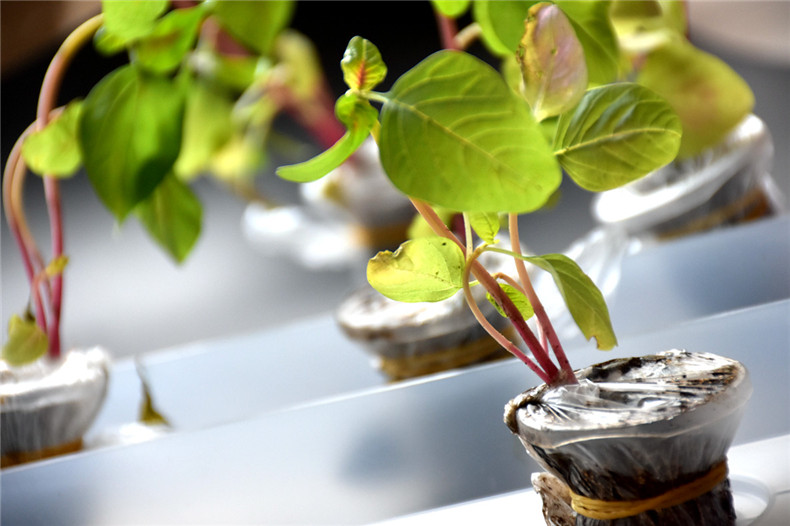 妖精的盒子帶來(lái)別樣種植體驗(yàn)，健康蔬菜從陽(yáng)臺(tái)到餐桌原來(lái)可以這么簡(jiǎn)單