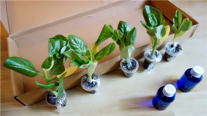 恰如出水芙蓉，濯清漣而不妖——“妖精的盒子”居家蔬菜種植體驗